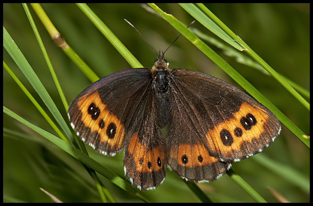 Erebia ligea  Linneus 1758
